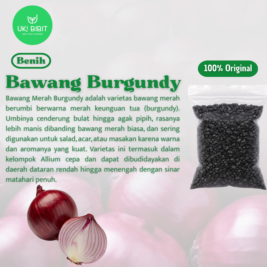 ( 10 Butir ) Benih Biji Bawang Merah Burgundy | Red Burgundy Onion | Bawang Bombay Merah