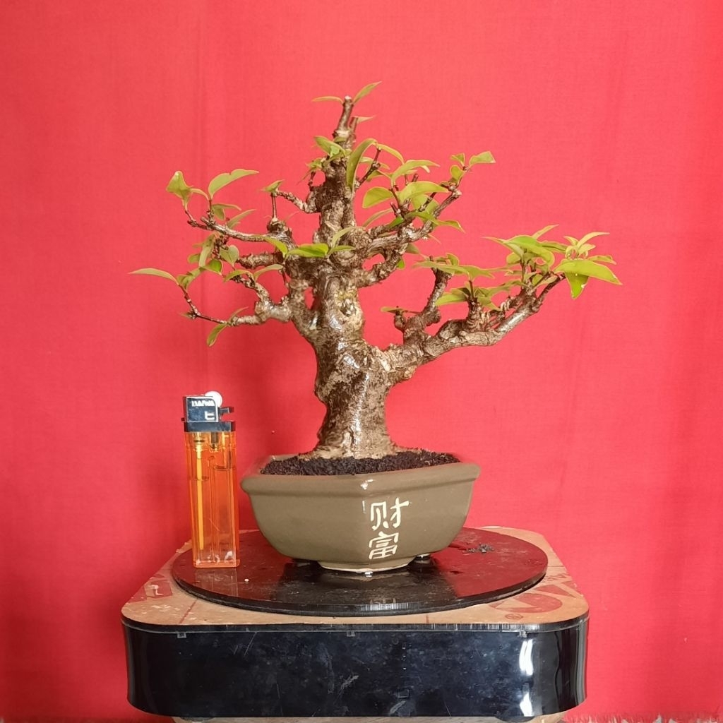 bonsai anput kecil realpict
