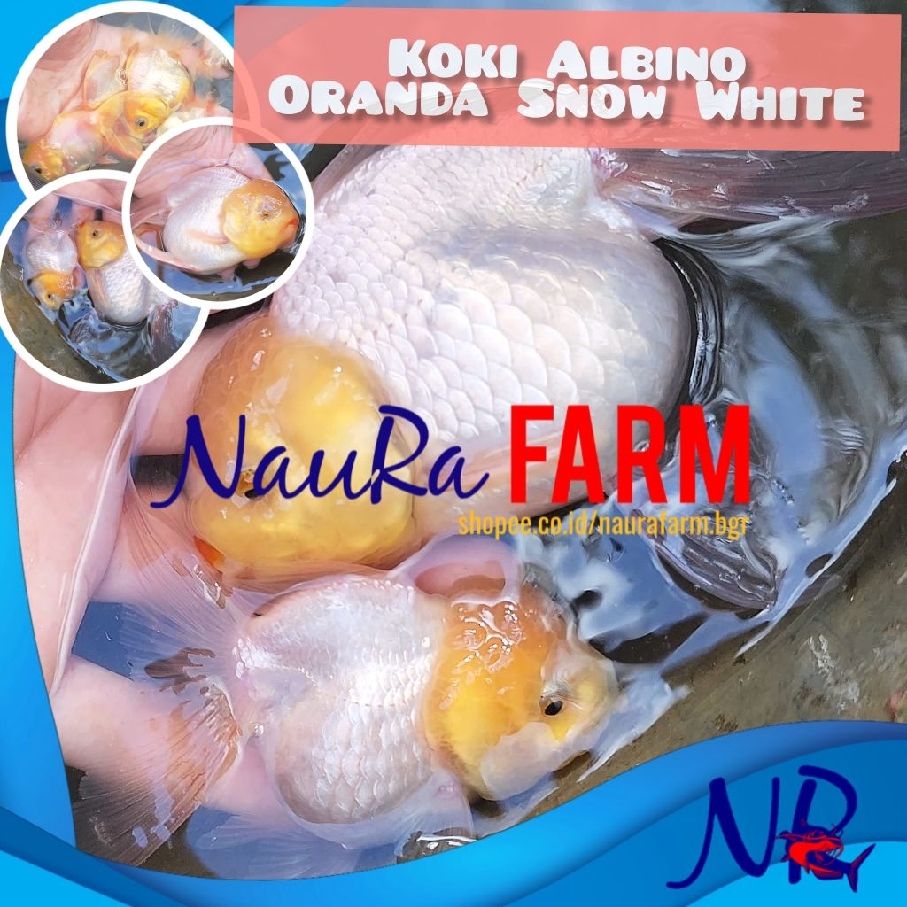 Koki Mas Oranda Snow White Premium / Pucat