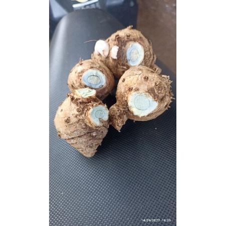 temu hitam atau kunyit hitam 250 gram