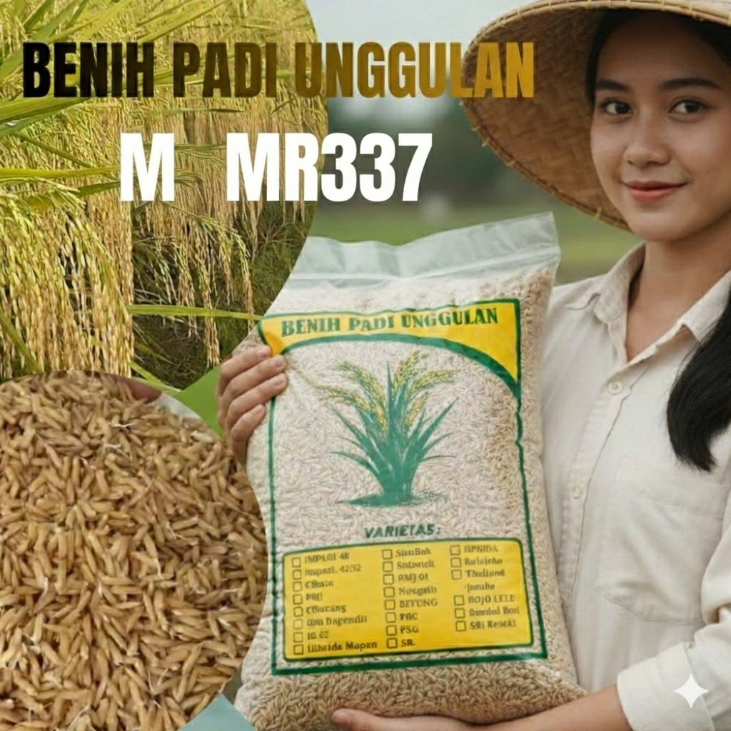 benih padi Mr 337 benih padi unggulan mr337 berkualitas kemasan 5kg