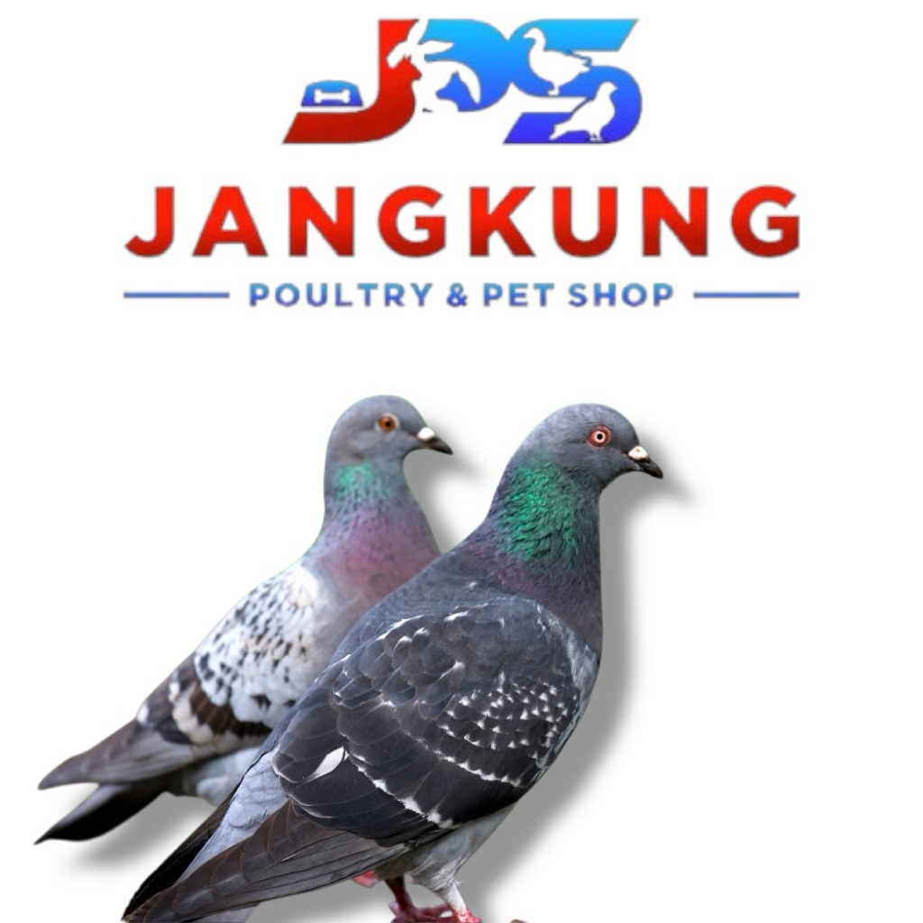 Burung Merpati Dara 2 ekor Jantan & Betina Belum Jodoh Hidup