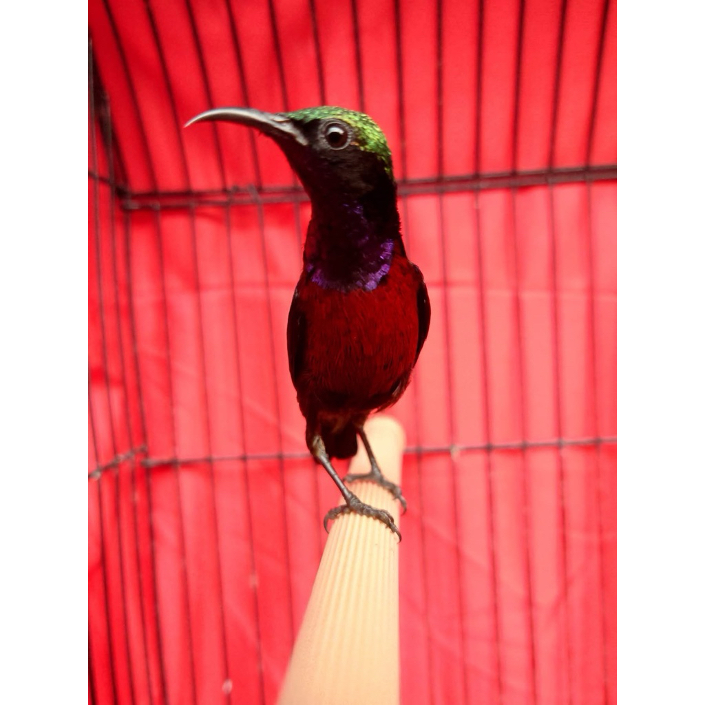 Konin trotol/dewasa (NATUNA)