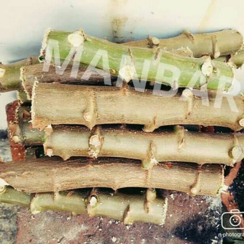 bibit ketela pohong ubi kayu per kg