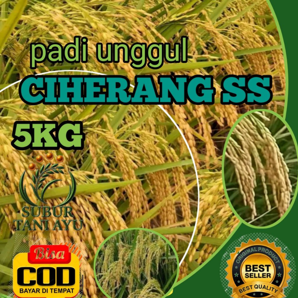 BENIH PADI CIHERANG SS UNGGUL BERKUALITAS KEMASAN 5KG