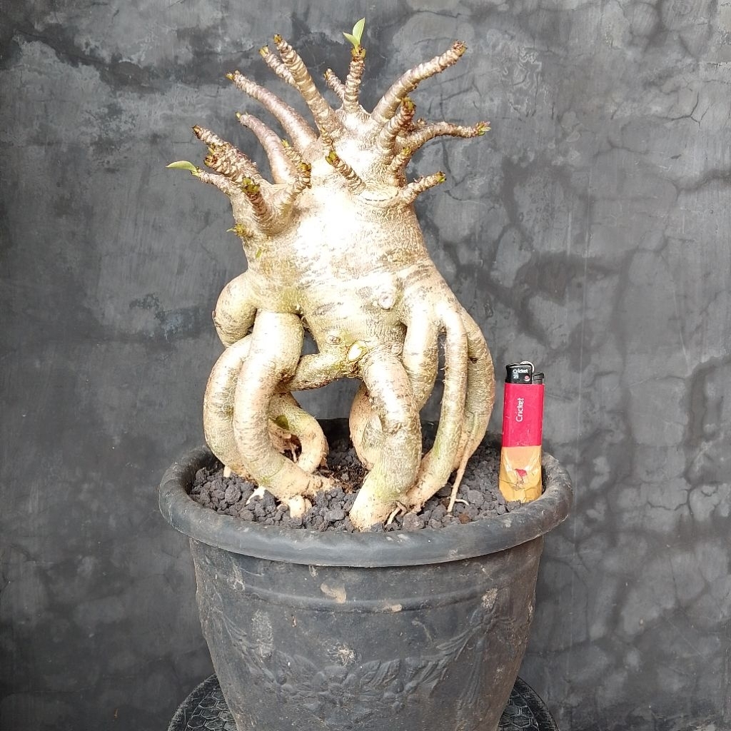 Tanaman hias adenium arabicum ukuran besar real pict