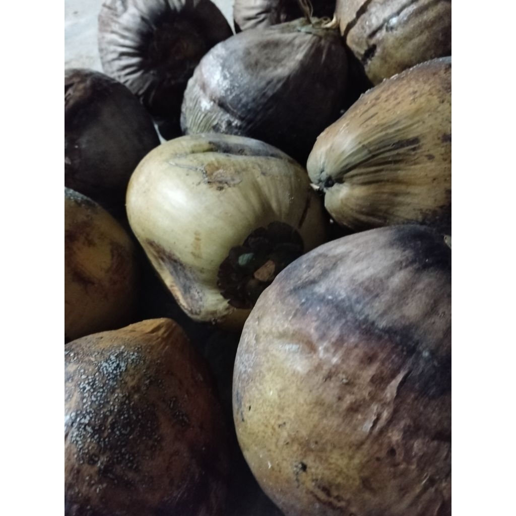 kelapa tua (gading) 6000/buah ukuran kecil