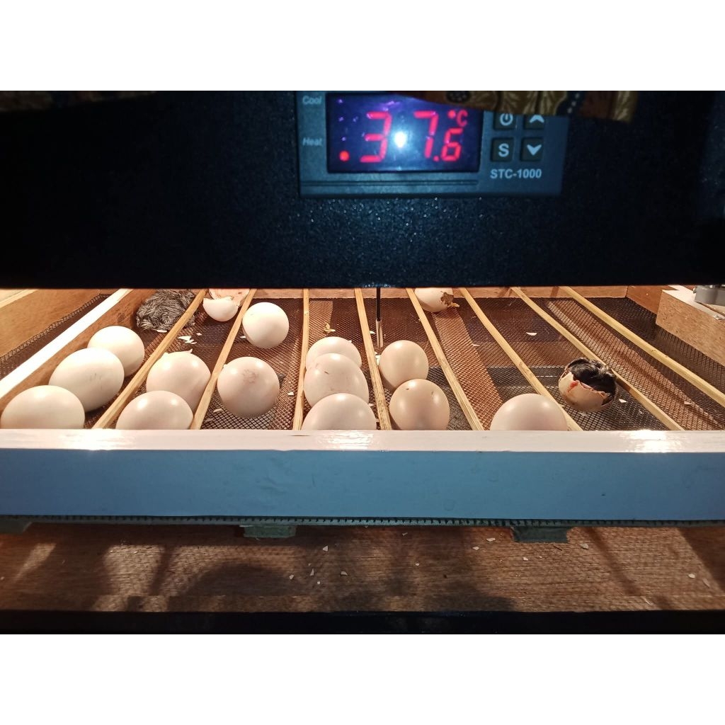 Telur ayam hias Amerika silkie fertil