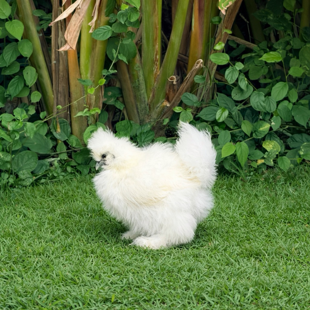ayam american silkie