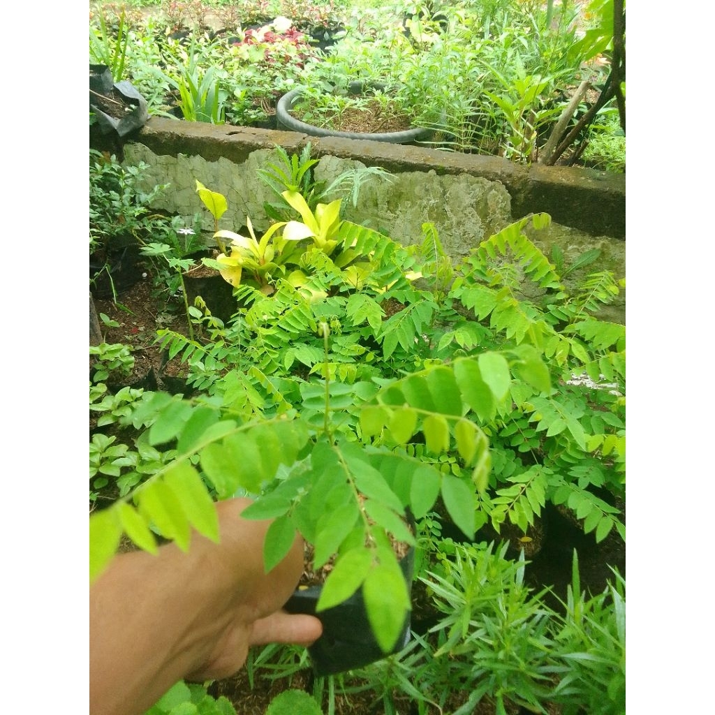 bibit Tanaman Belimbing wuluh pohon belimbing wuluh sayur