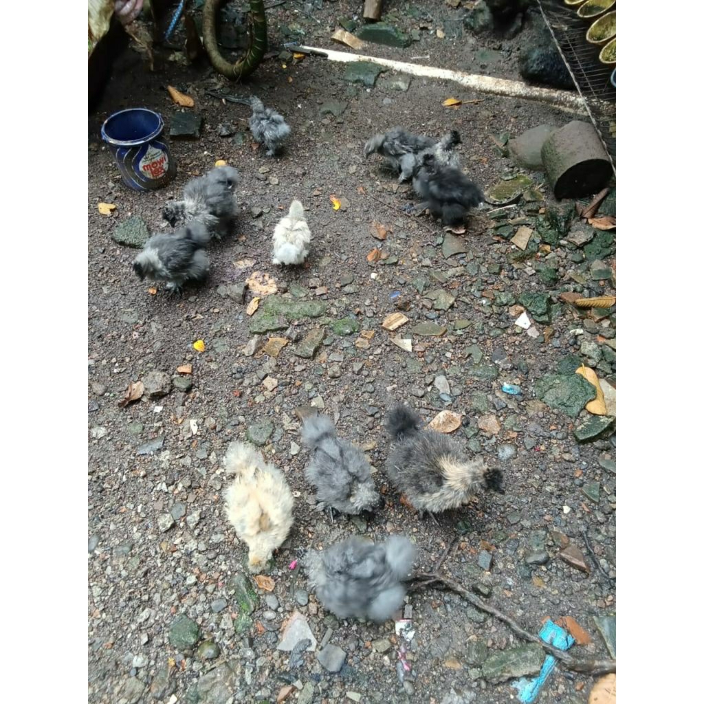 ayam silkie umur 3 bulan