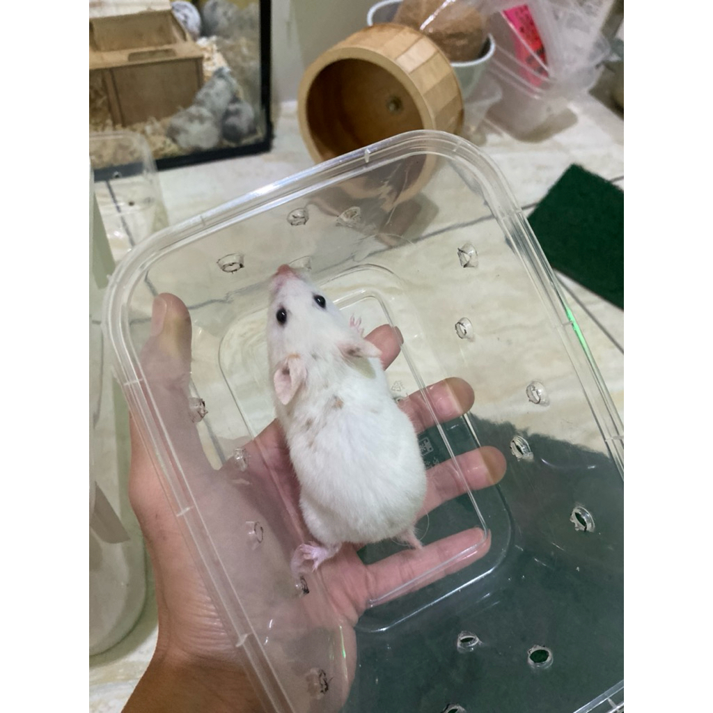 hamster fujiyama white Sprinkled