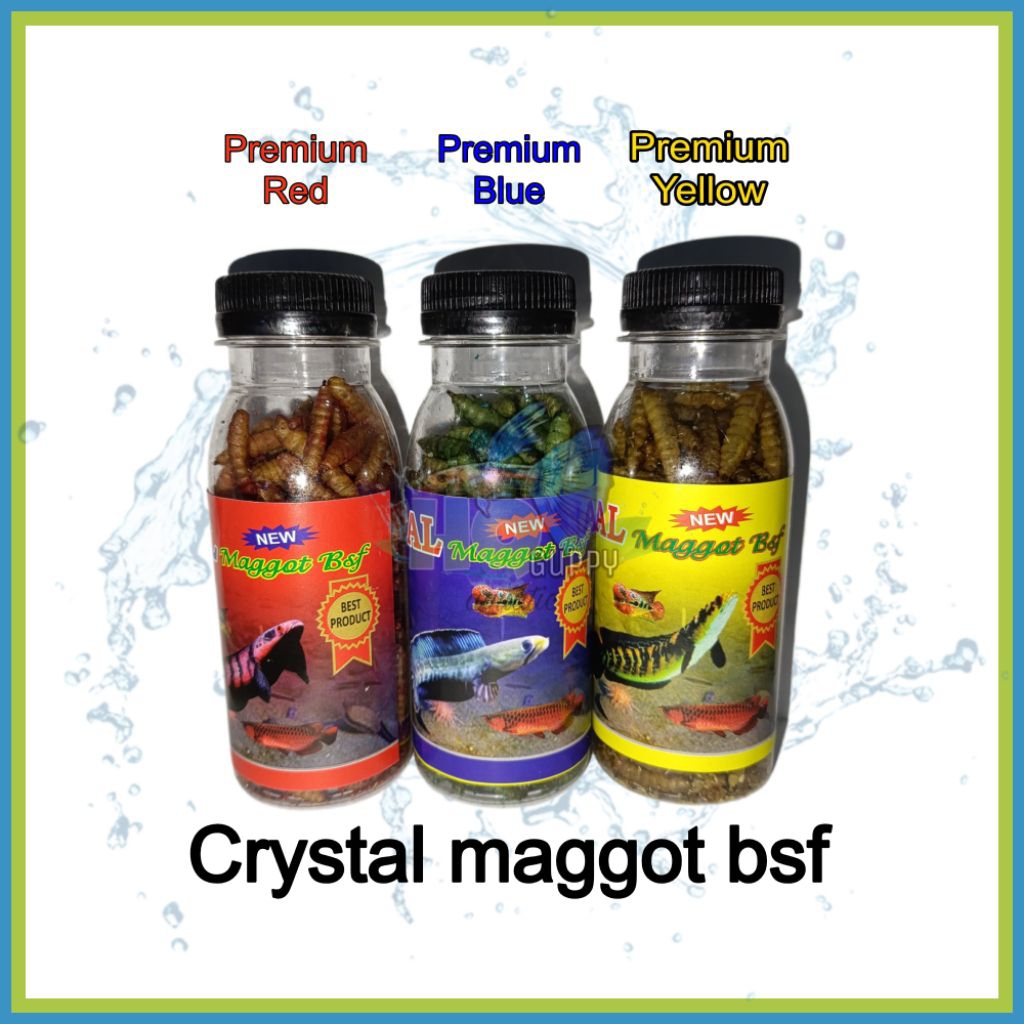 Crystal maggot bsf premium red blue yellow 25g maggot pigmen warna ikan hias channa oscar louhan