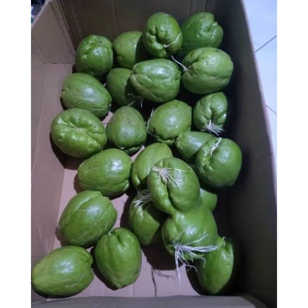 1buah bibit waluh/labu siam super / bibit labu acar labu beby / bibit benih waluh sien