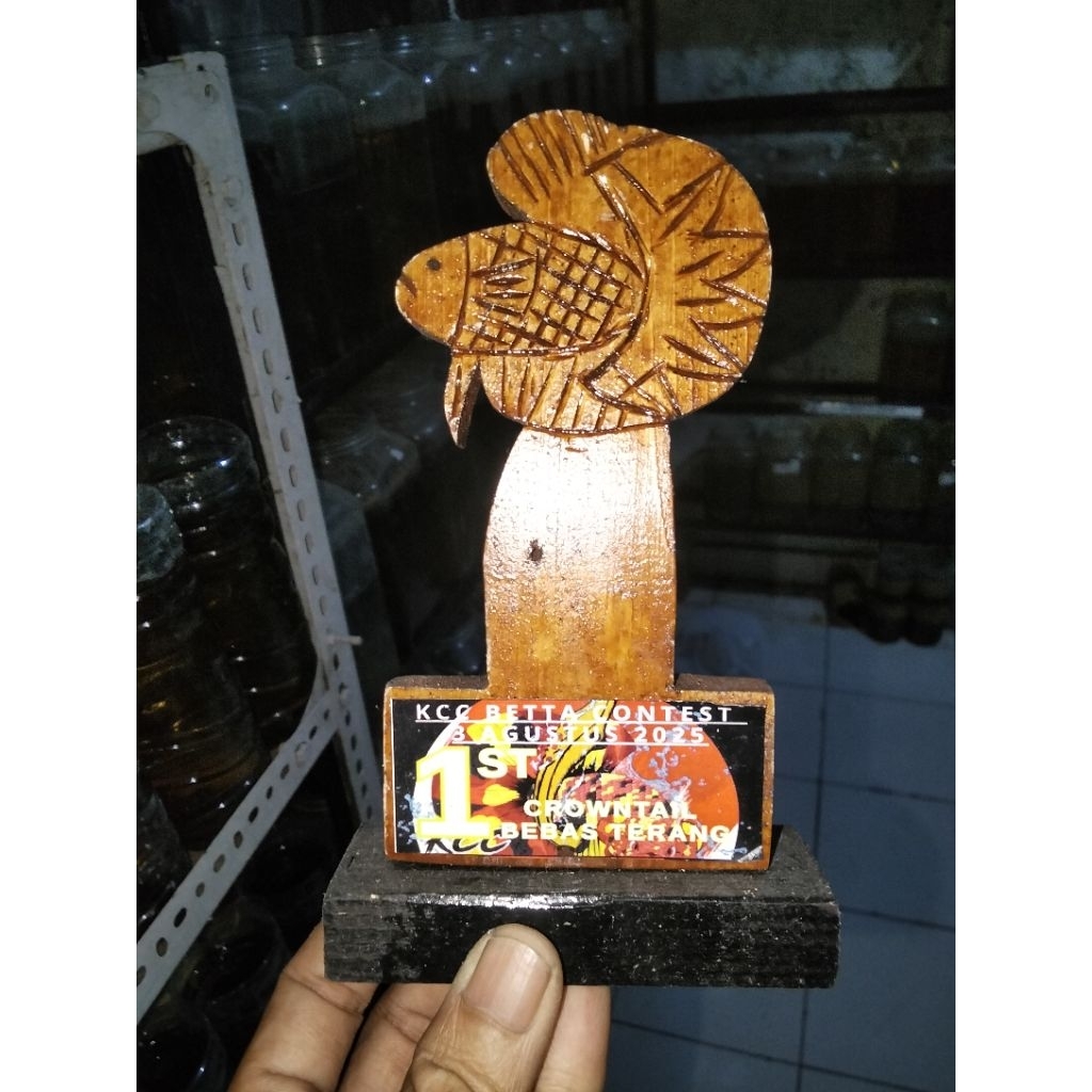 ready murah  ex piala kontes ikan cupang kcc Betta contest juara 1