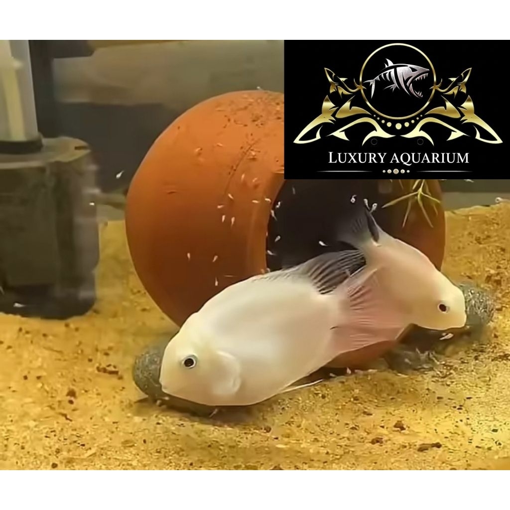 Indukan Platinum Pollar Parrot Dewasa - Ikan Hias Aquascape Aquarium