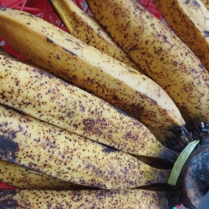 Pisang candi / pisang tanduk 1 sisir sedang
