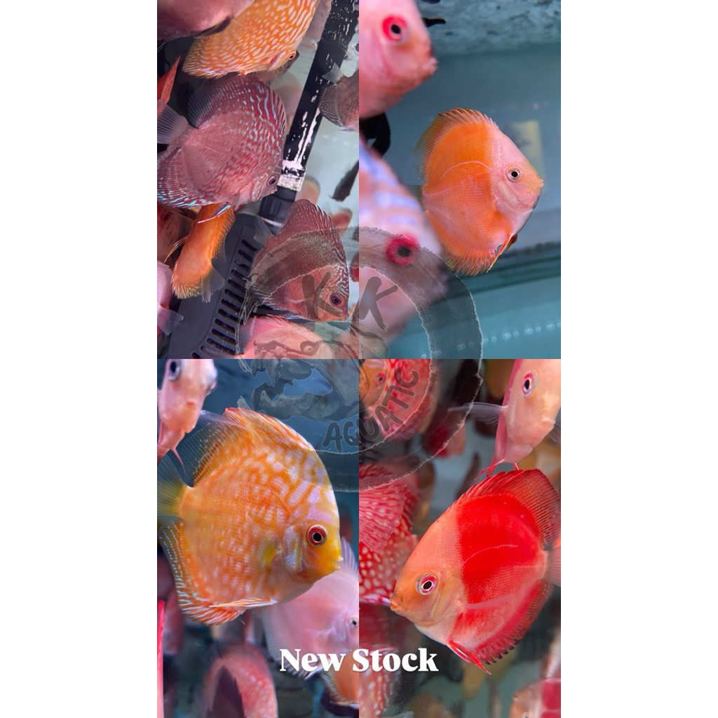 Discus 2” + Sticker