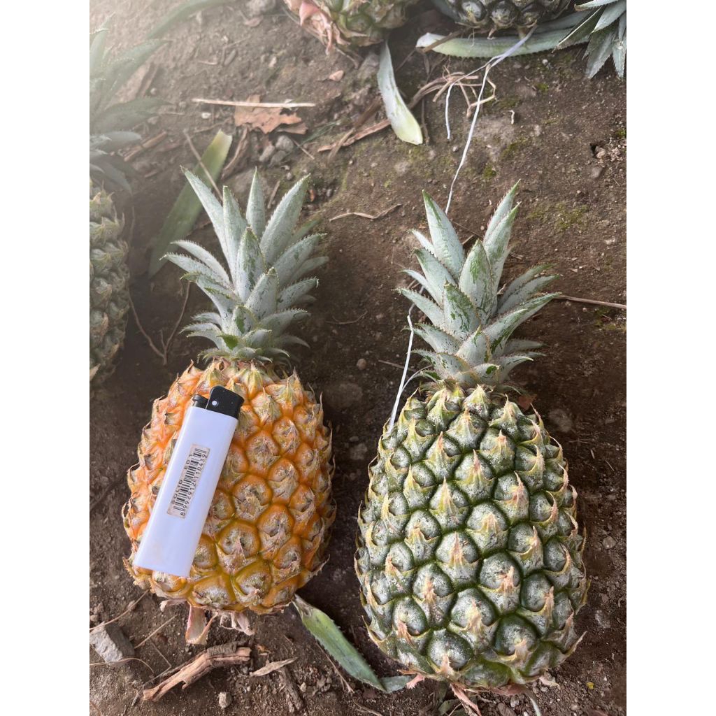 nanas madu gunung kelud