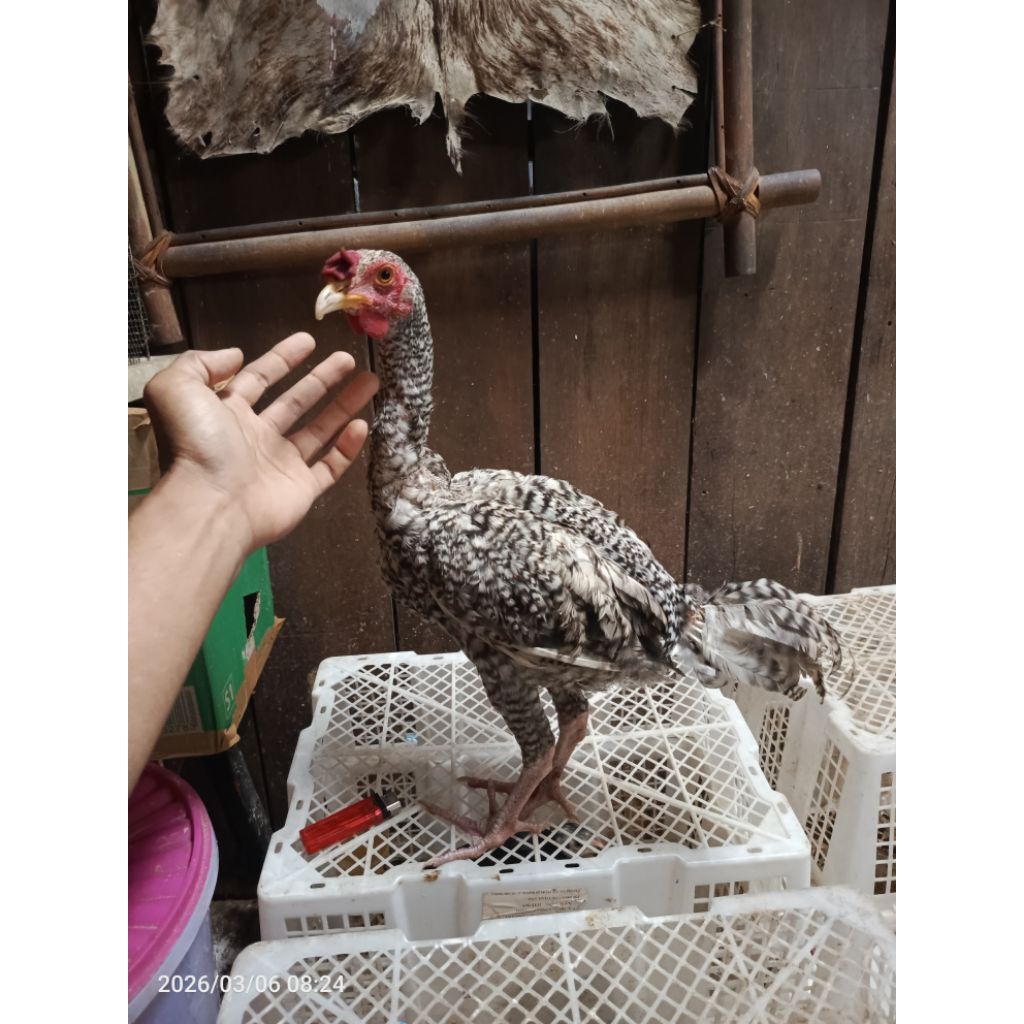 ayam pelung dewasa x1