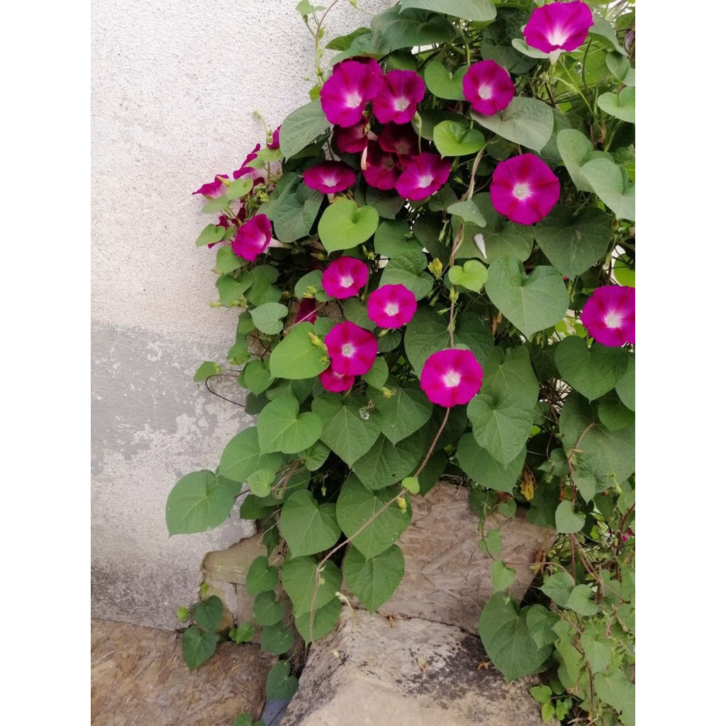 Benih Morning Glory Crimson Rambler