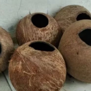 Tempurung kelapa (dilubangi tupai)