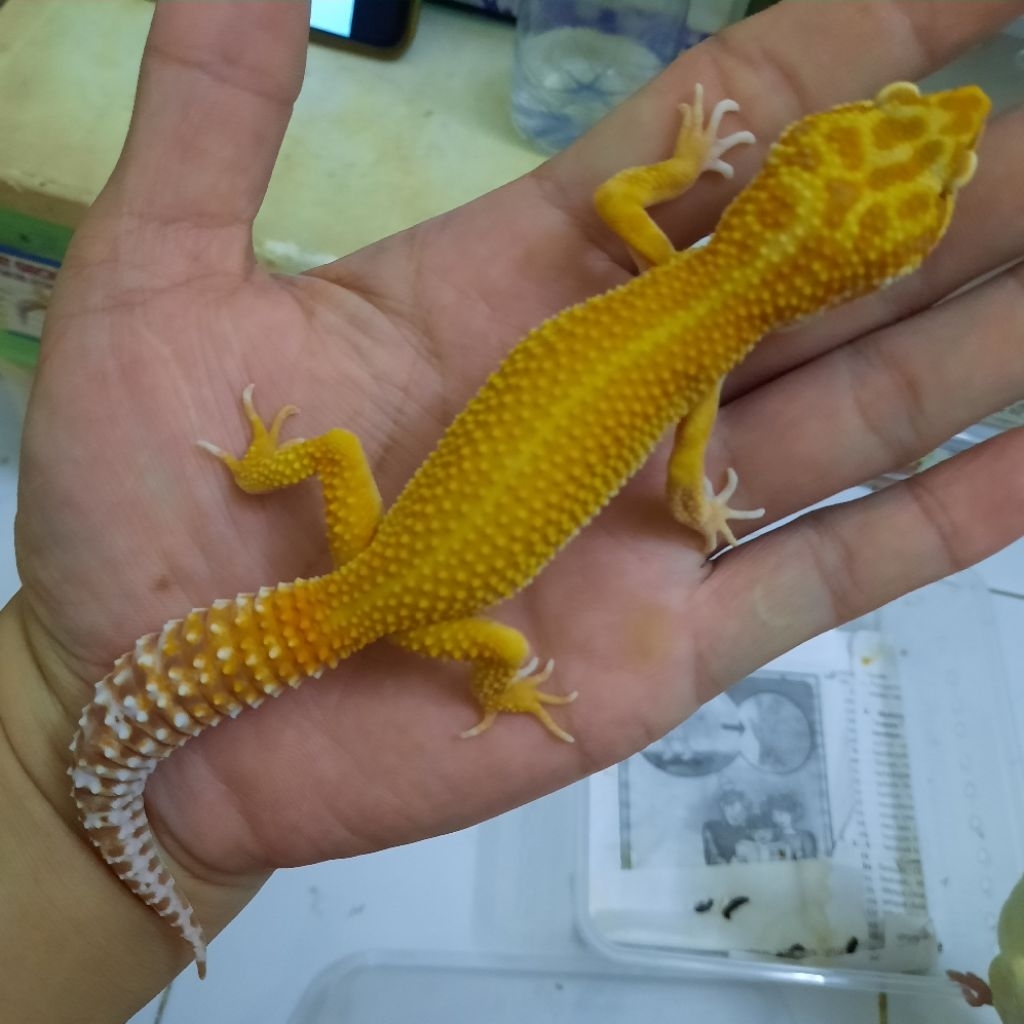 Mainan Juvenile  Gecko leopard ApT0r Red Stripe (tremper)