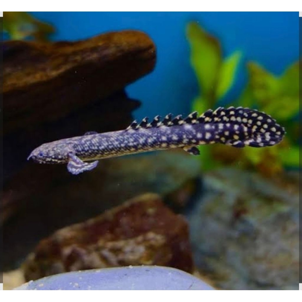 Palmas Orna 10-12 CM Good Mark #PromoSpecial