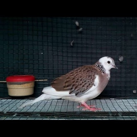 Burung Tekukur Blorok Warna Unik Pilihan