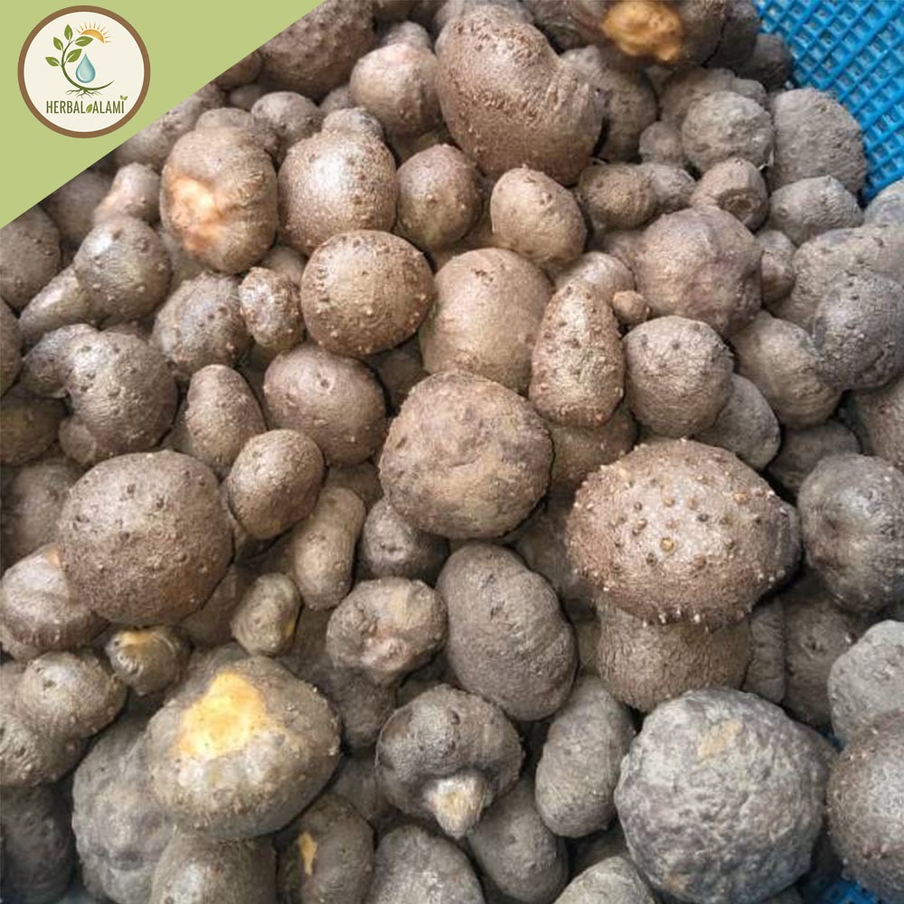 PromoPROMO SPESIAL Bibit Katak Porang Super Unggul 100-200 biji Siap Tanam | 100% Dorman & Anti Jamu
