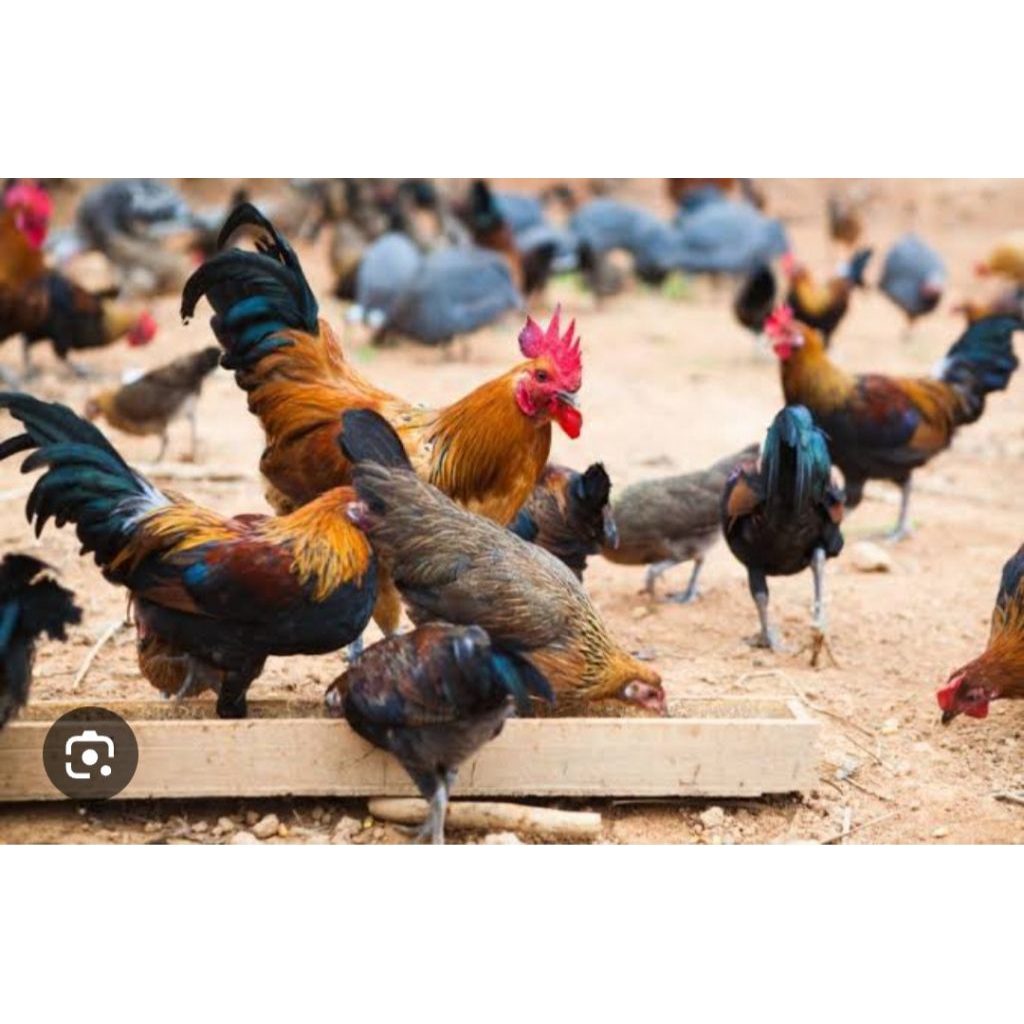 jual ayam kampung hidup