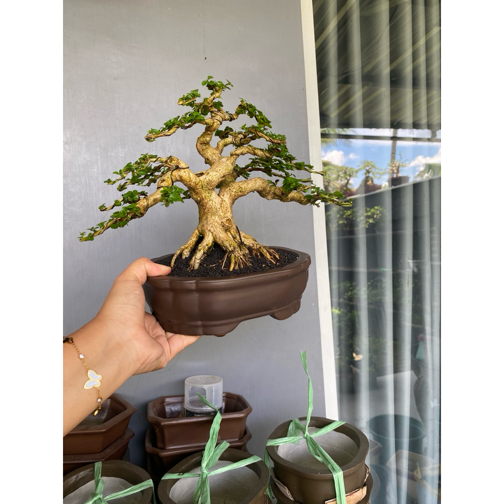 bonsai Sancang kontes
