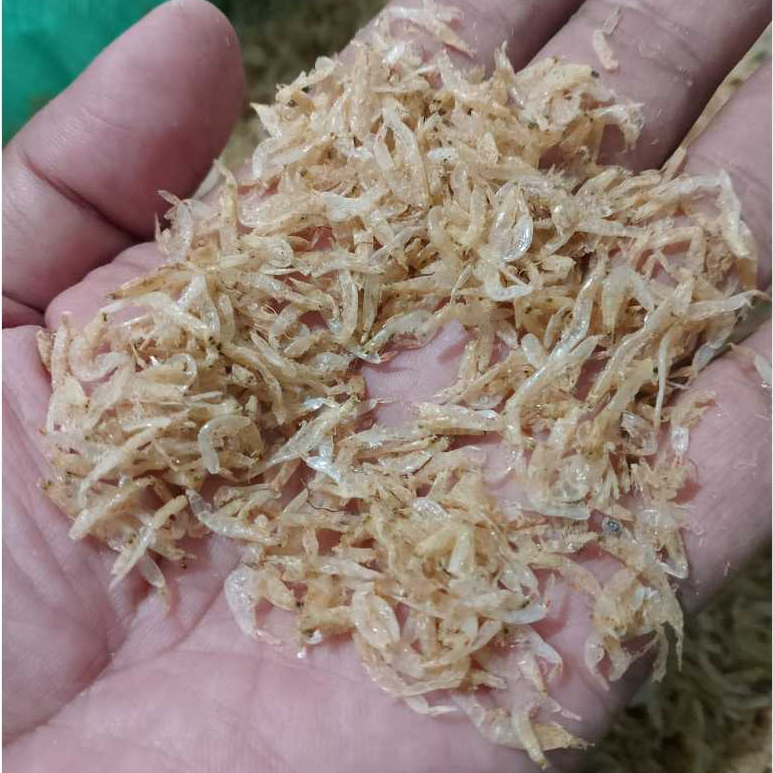 Udang Rebon tawar / grago tawar udang kecil / udang dawu kecepe