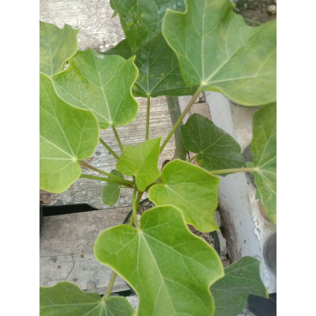 bibit tanaman daun jarak foto asli