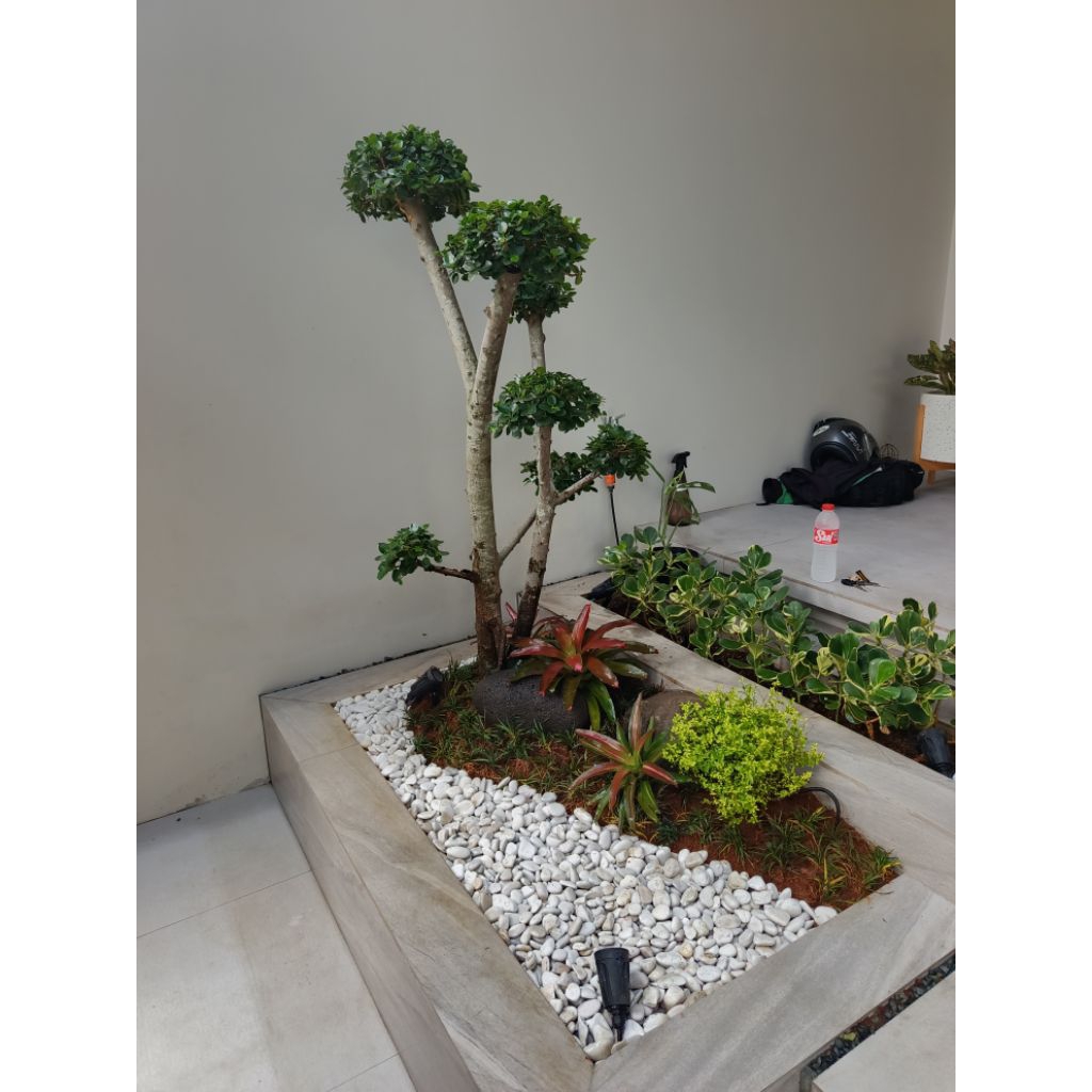 taman kering kombinasi bonsai dolar / bonsai dolar mikro / taman outdoor