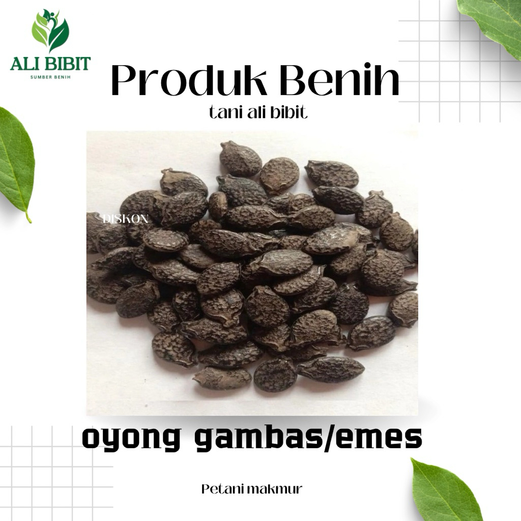 ( 70 biji )biji benih oyong gambas / emes lokal kualitas mudah tumbuh>bonus benih