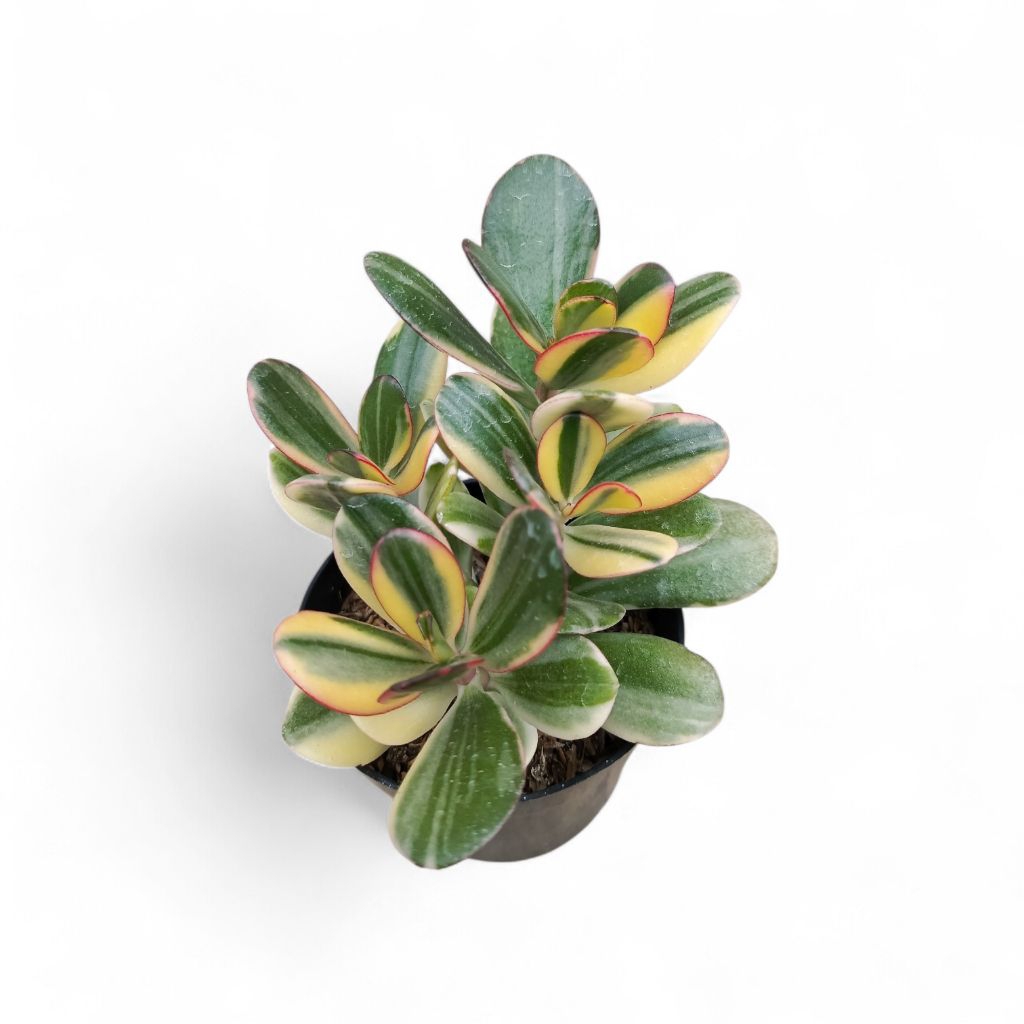 jade plant variegata