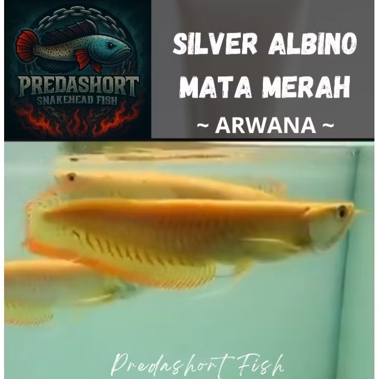 Terlaris Arwana silver albino bergaransi pengiriman