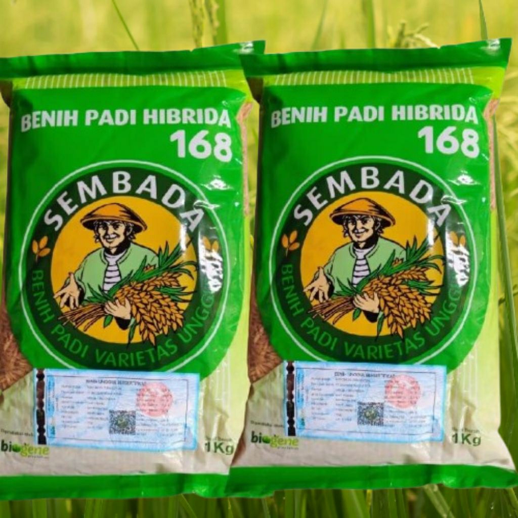 PROMO Benih Padi Hibrida F1 SEMBADA 168 100% Asli Varietas Unggulan Hasil Tinggi,Tahan Rebah, Kualit