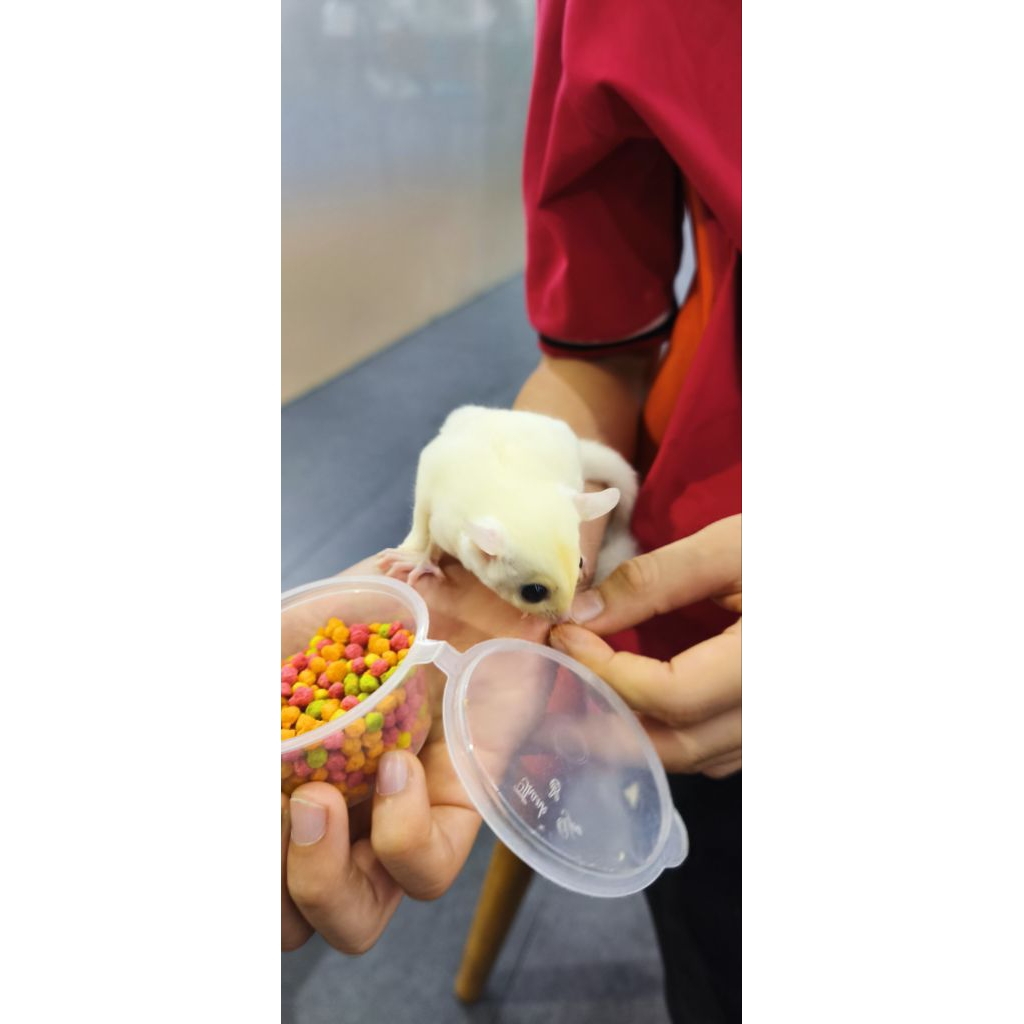 Sugar glider leucistic betina