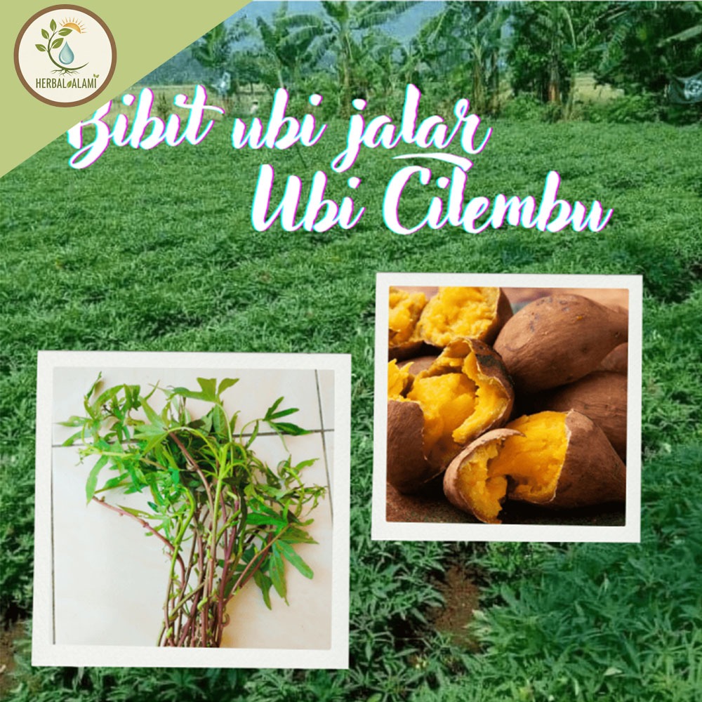 paket 15 Bibit Ubi Cilembu / Bibit Stek Ubi Cilembu