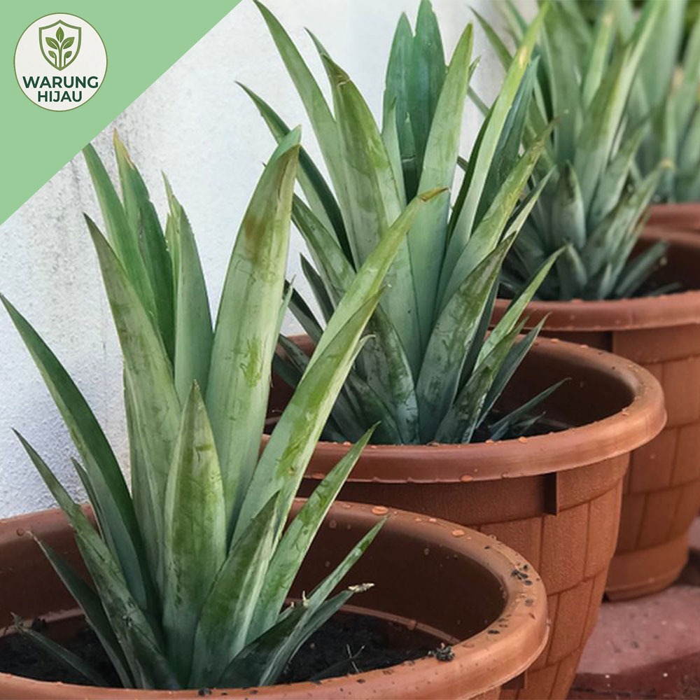 Bibit nanas madu Subang || MD2|| tunas