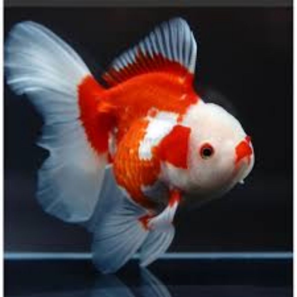 mainan ikan koki red with merah putih 10cm