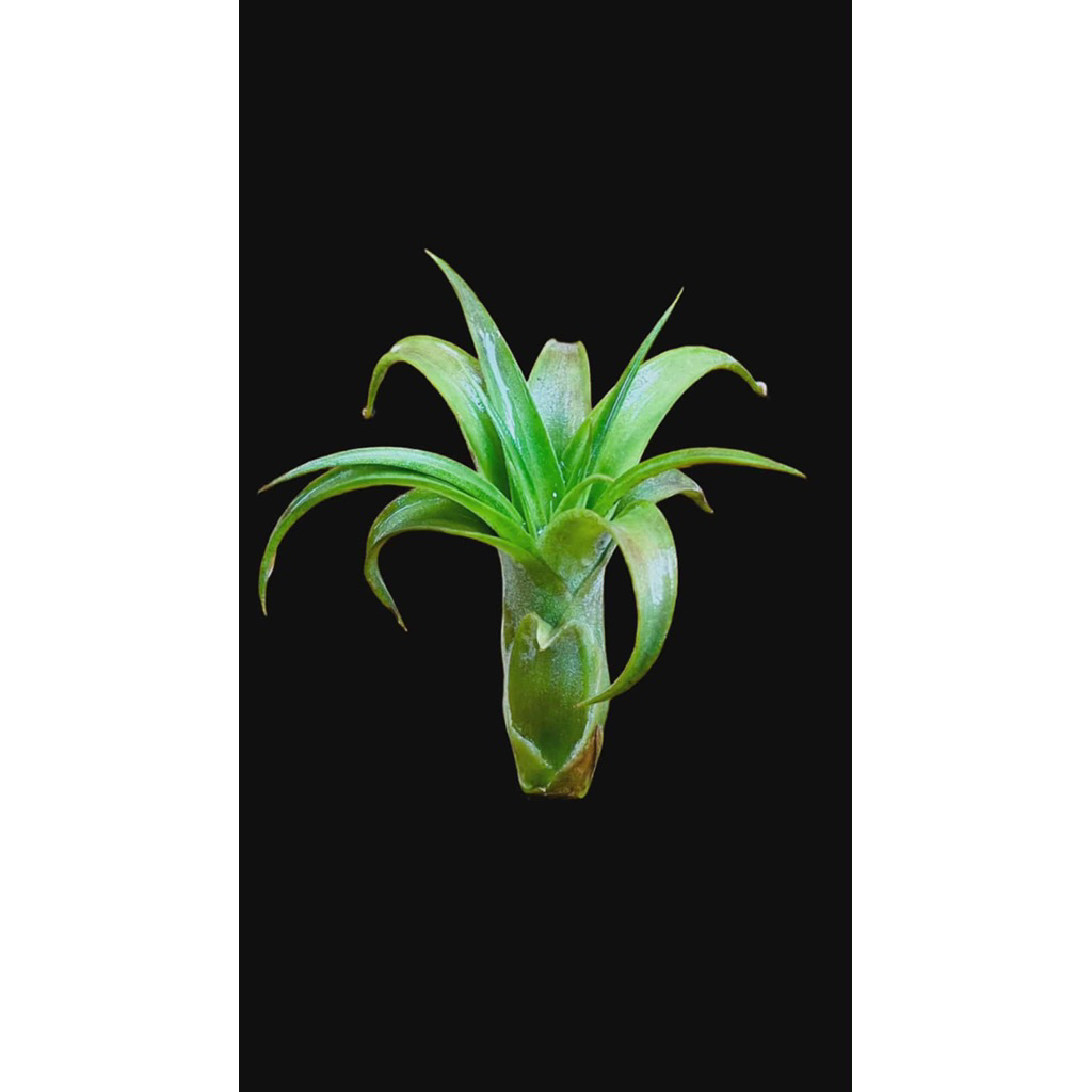 Tillandsia Love Knot Cantikk Size S Ekonomisss