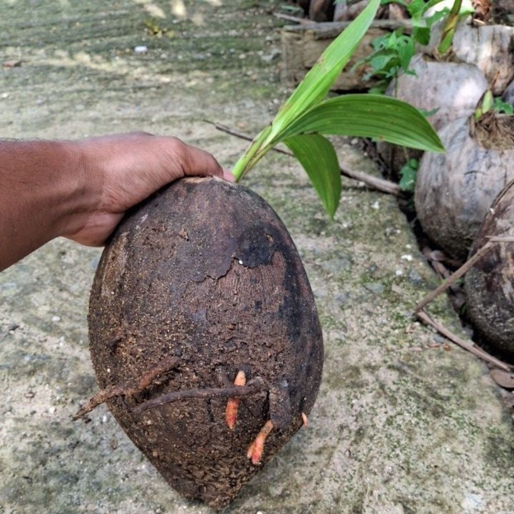 Kelapa Genjah Wulung super