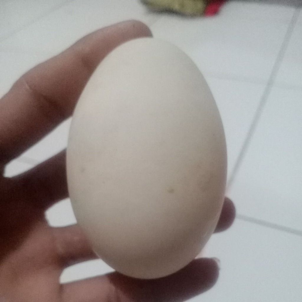 telur soang benggala.