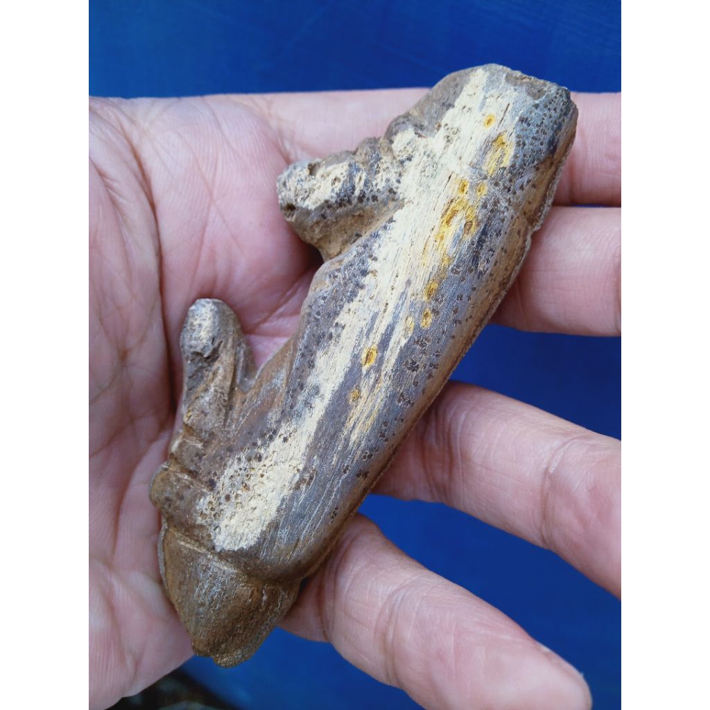 Batu Fosill Bambu Pethuk Unik Antik