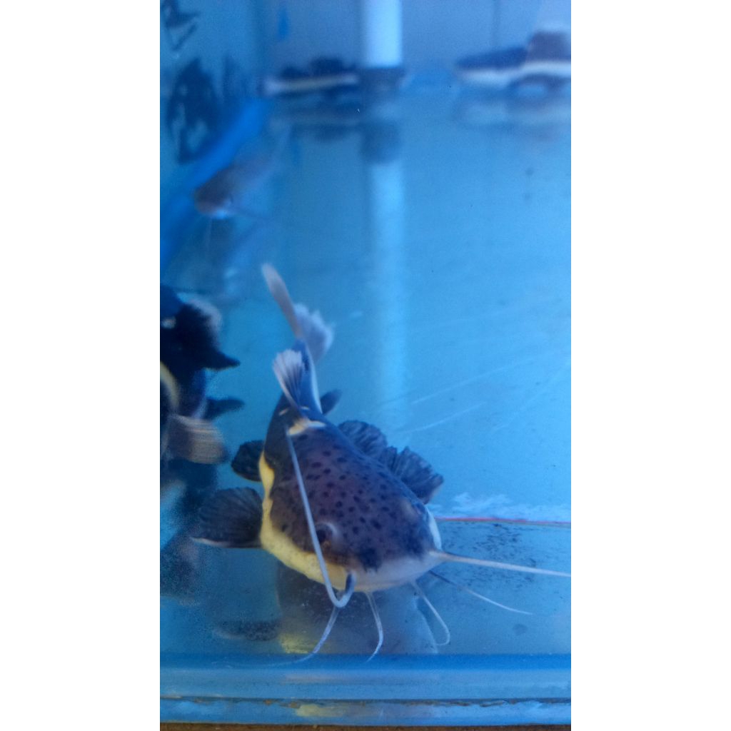 IKAN RTC RED TAIL CATFISH 7-9CM TANKMATE PREDATOR