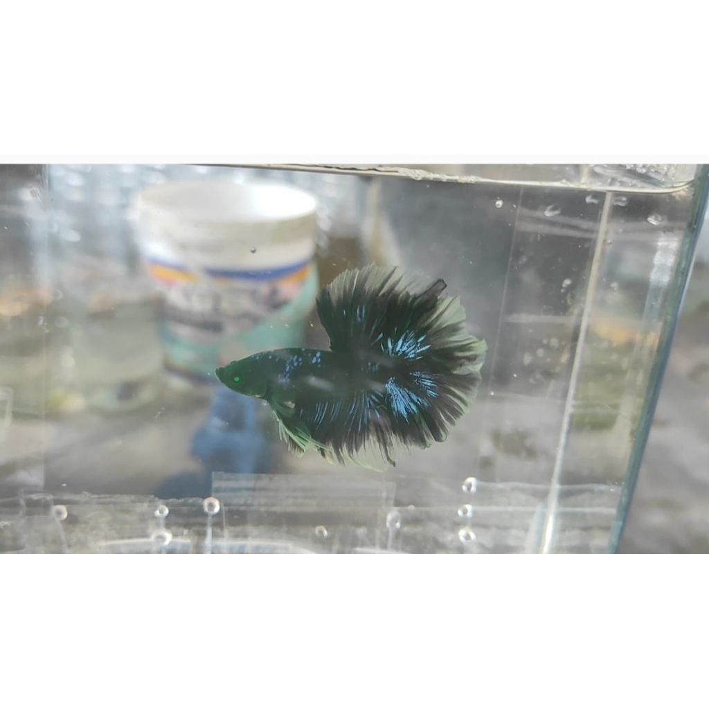Halfmoon Hulk Rosetail