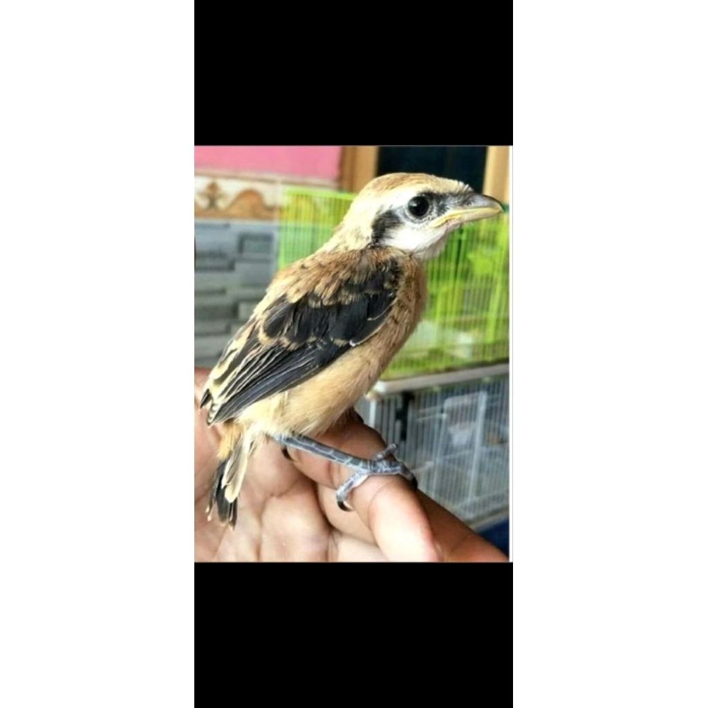 pentet jatim lolohan JANTAN